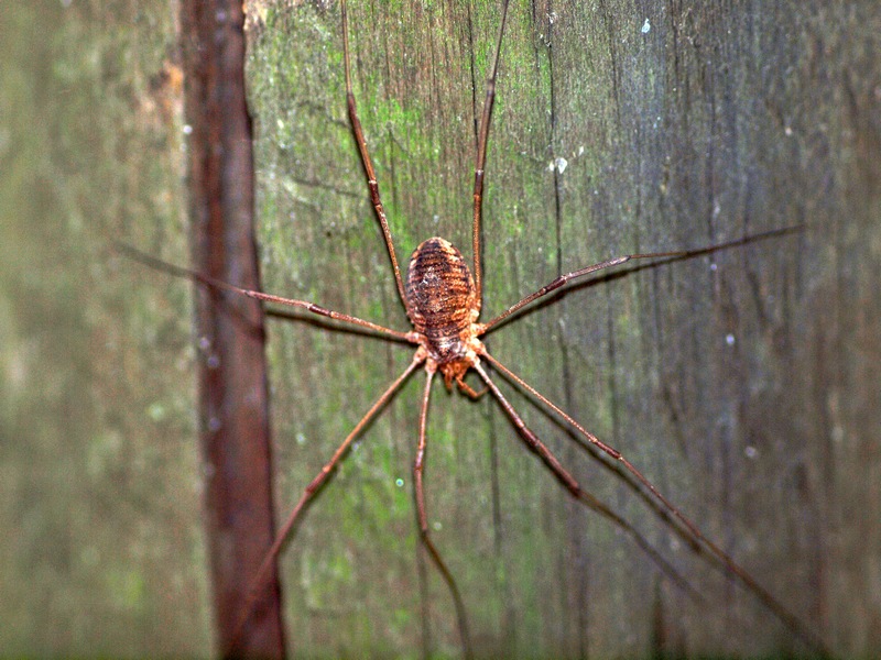 Opiliones Veneto: Phalangium sp.